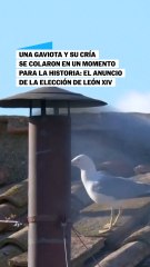 Las gaviotas que se colaron en la fumata blanca