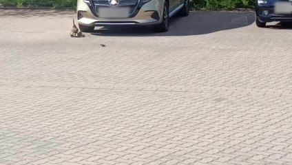 Crow Swoops in and Grabs Duckling as It Was Going Under Car