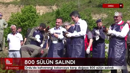 Ordu'da kahverengi kokarcaya karşı doğaya 800 sülün salındı