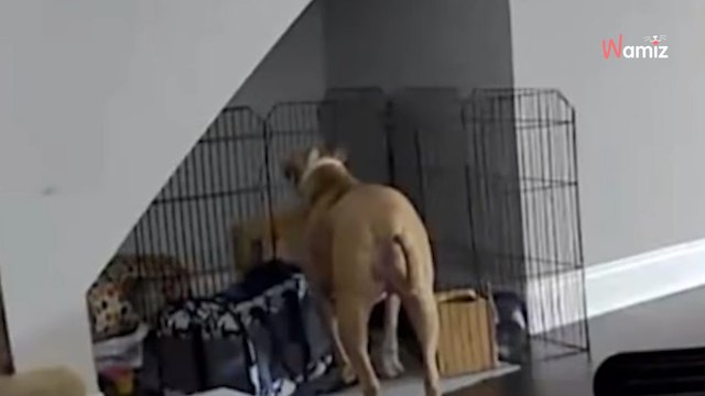 Elle surveille son chien avec une caméra : elle panique à distance en voyant ce qu'il fait avec le lapin (vidéo)