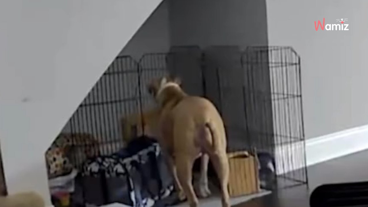 Elle surveille son chien avec une caméra : elle panique à distance en voyant ce qu'il fait avec le lapin (vidéo)
