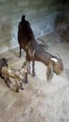 Graceful Nagri Goat with Her Two Adorable Kids