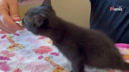 Elle trouve un chaton dans la rue : elle est loin de se douter qu’il s'agit d'un être extraordinaire