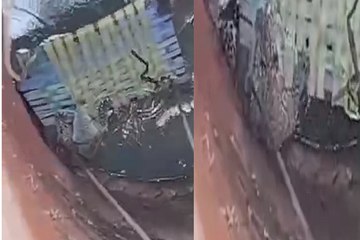 वन विभाग ने तेंदुआ का किया बाहर निकाला