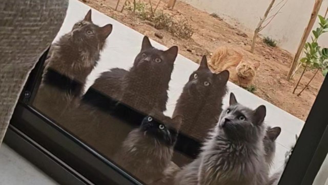 Cats stare at indoor birds like they are plotting the ultimate bird chase