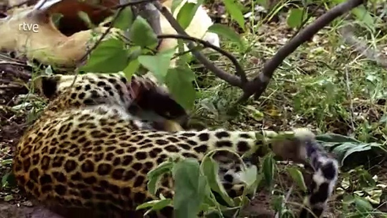 Documental: Pambara. La Leyenda de la Creación de la Tierra