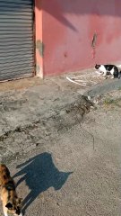 kucing kasih makan