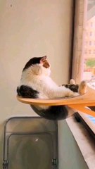 #catking #kingcat #cutecat #throne #lovecats #sn2sg #pov #sunnight #sweetandsafe #pets #sunnightmusic #sunnightpop #flyingcat #chill #relaxing #healingjourney #petlover #architecture #design #spaceship #vibes
