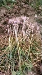 Harvest of Red Garlic in Pothohar/A Scenic Delight