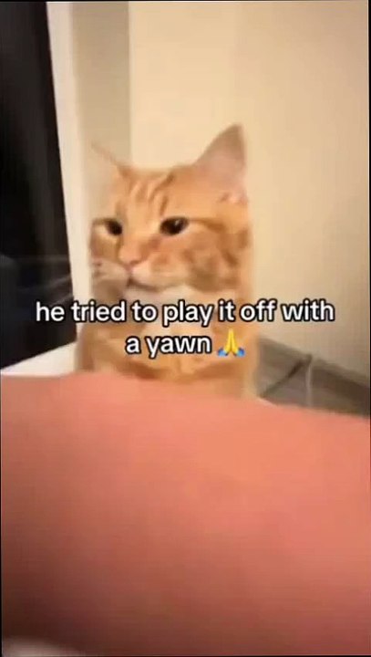 "Cats Being Their Adorably Weird Selves 🐱😹"