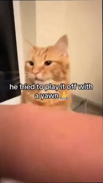 Cats Being Their Adorably Weird Selves 🐱😹