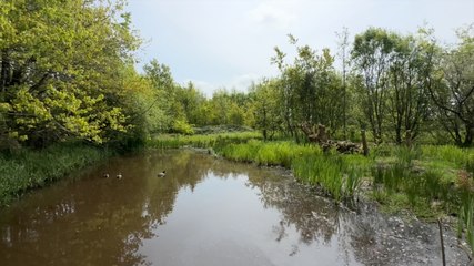 Protecting Welsh wildlife