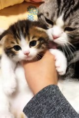 cute cat short video + #cat #cutecat #short