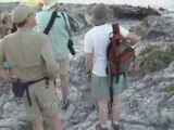 Galapagos Islands travel: What a group of marine iguanas!