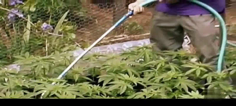 Documental La noche tematica: Cannabis, Marihuana, Medicina y Ley