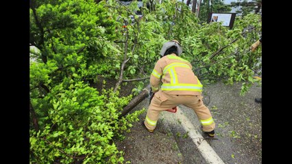 전북 곳곳 강풍·비 피해...잇따라 나무 쓰러져 / YTN