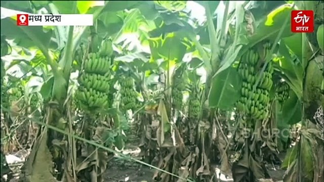 बड़वानी का केला खाकर दीवाना हुआ इराक-ईरान, आधुनिक खेती से लाखों कमा रहे इंजीनियर किसान