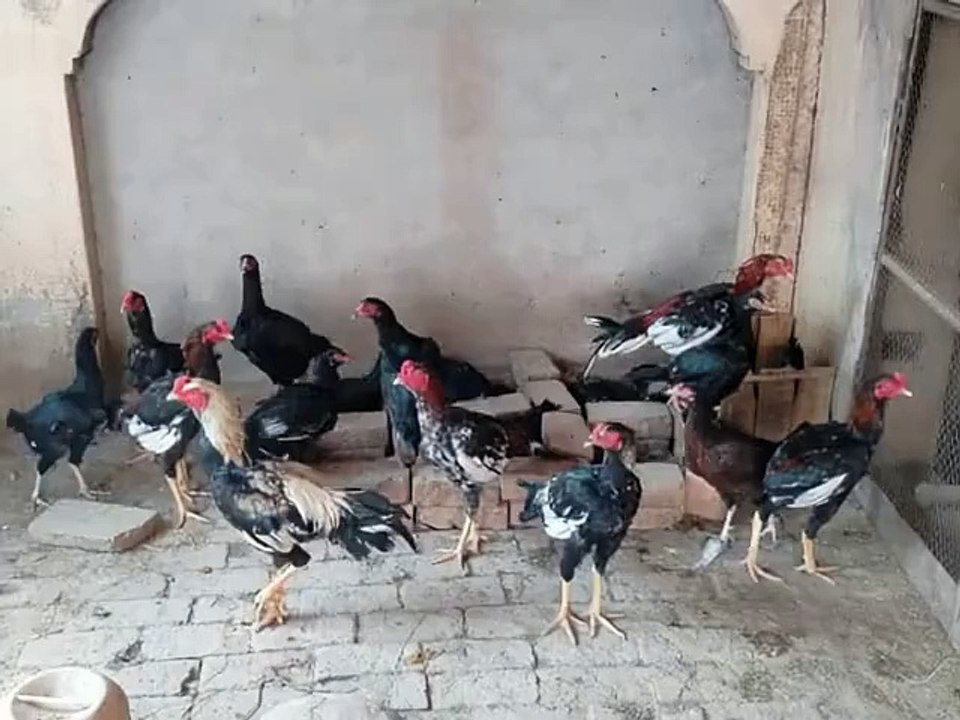 "DANCING CHICKENS ? WATCH THESE HENS & ROOSTER BREAK IT DOWN! 🕺🐔"
