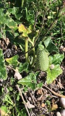 Acı kelek (bitter melon)