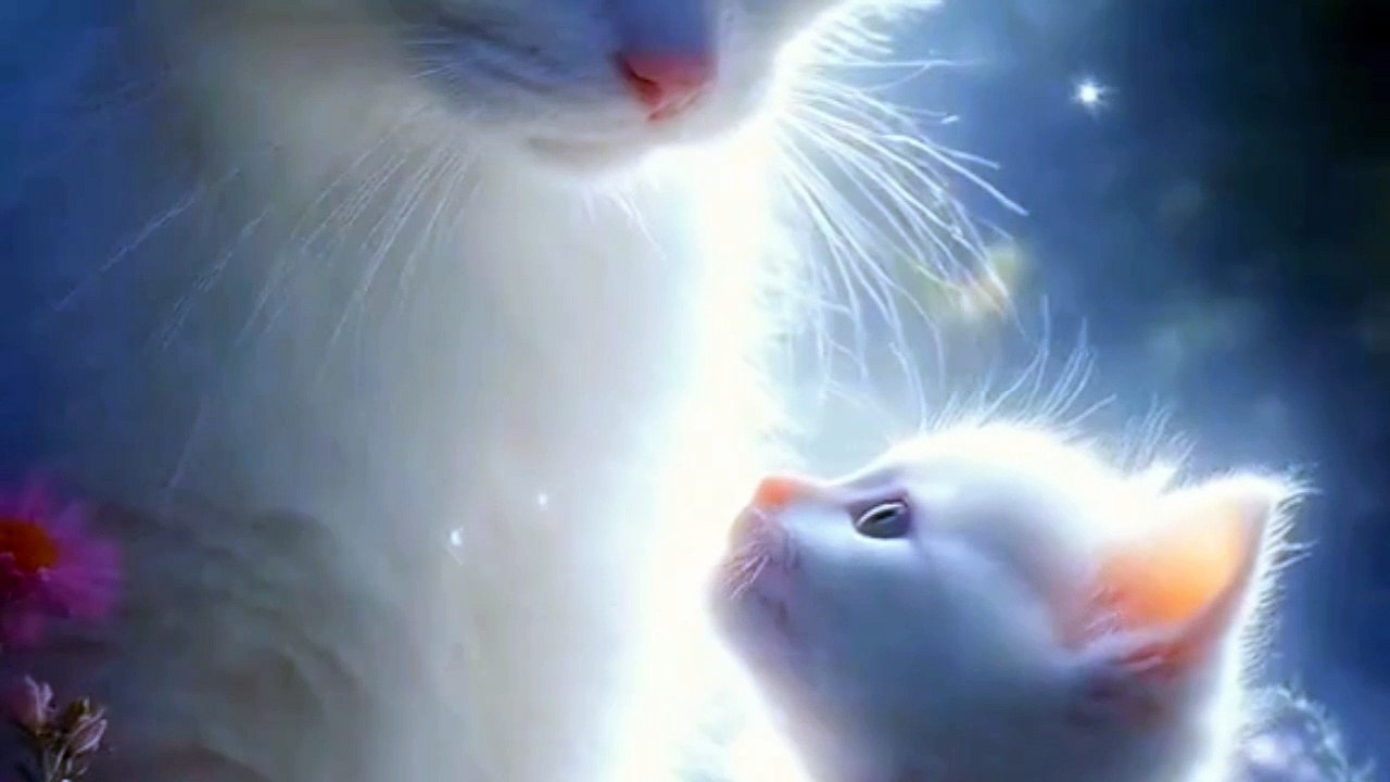 Romantic cats