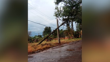 Árvore de grande porte cai em rede de energia no Bairro Lago Azul