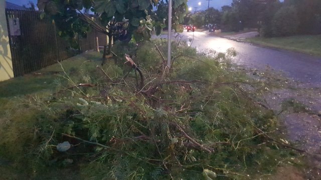 Árvores caem e obstruem trânsito na Avenida Curió em Cascavel
