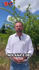 Mugnano (NA) - Sarnataro:            ! (09.05.25)