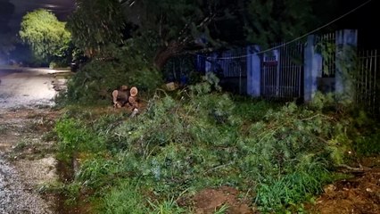 Bombeiros realizam poda de árvore que caiu no Bairro Periolo em Cascavel
