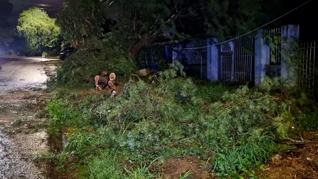 Bombeiros realizam poda de árvore que caiu no Bairro Periolo em Cascavel