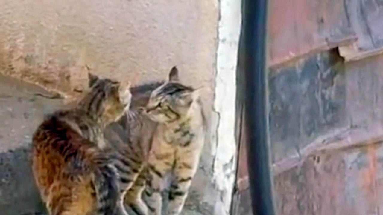 Wonderful cats