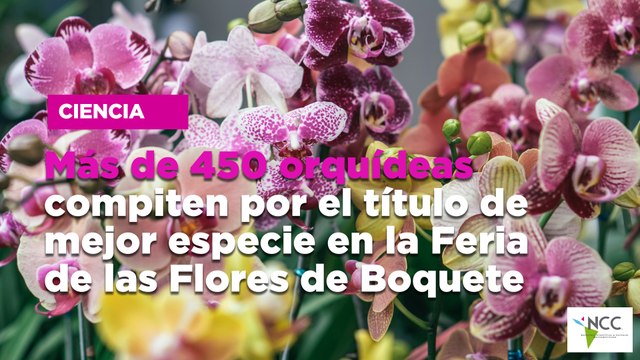 Más de 450 orquídeas compiten por el título de mejor especie en la Feria de las Flores de Boquete