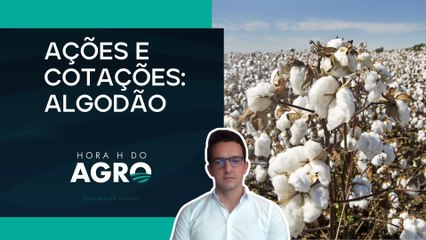 Mercado do algodão segue em ritmo crescente no Brasil | HORA H DO AGRO