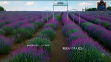 Iubire cu parfum de lavanda Sezon 2 Episodul 17 din 9 Mai 2025 Online Gratis pe Internet, Antena Play Gratis
