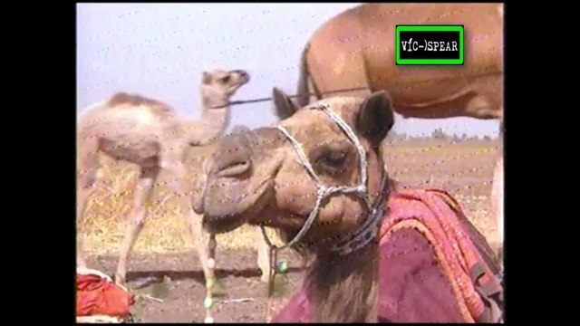 Diarios de la India: Viajes con mi Eunuco - Documental (2000) Español Latino *Episodio 5