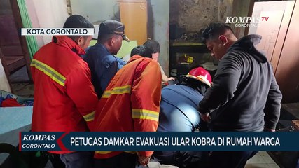 Petugas Damkar Evakuasi Ular Kobra Sepanjang 2 Meter Dalam Rumah Warga