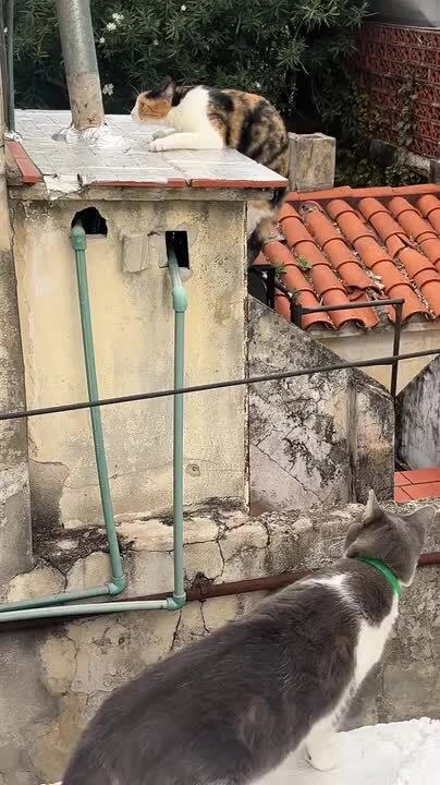 Cat Nearly Falls off Rooftop Edge While Rolling Around