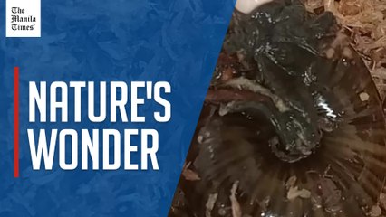 Rare New Zealand snail lays egg from neck