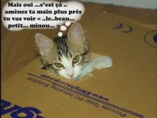 Moustique