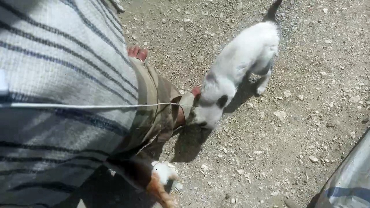 Kedi için oyun zamanı play time for cat 🐈🐈🐈 offical video