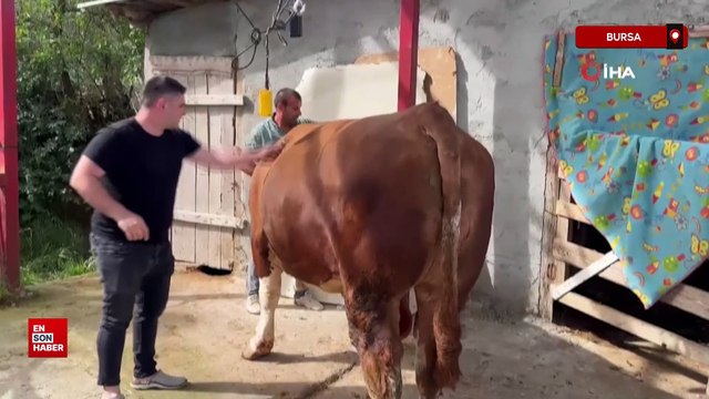 Bursa'da 1 ton 200 kiloluk kurbanlık, araba fiyatına alıcısını bekliyor