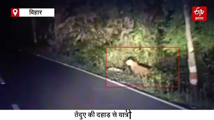 बिहार की सड़कों पर तेंदुआ की दहाड़, राहगीरों की थमीं सांसे, ऐसे बची जान