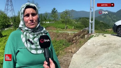 Artvin'de kafkas engereği çay üreticisinin korkulu rüyası oldu