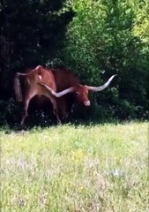 Animals new viral funny video 😂📸 funny dogs 🤣 animals new viral funny video 🤣#shorts #shortvideos #funnyvideos #animalsfun #funnyaniamls #viralvideos #viralshorts #comedy