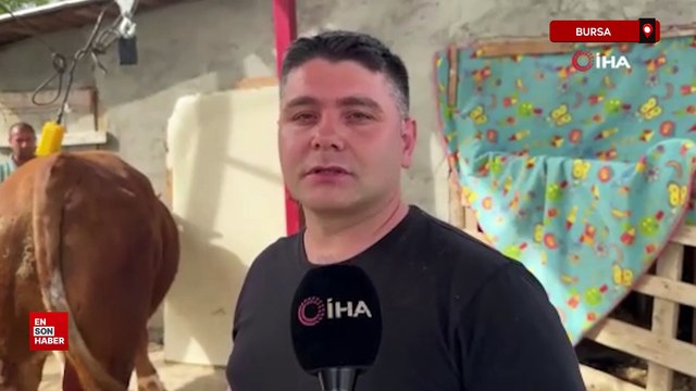 Bursa'da 1 ton 200 kiloluk kurbanlık, araba fiyatına alıcısını bekliyor