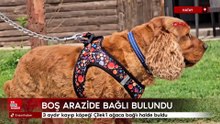 Hatay'da 3 aydır kayıp köpeği Çilek'i ağaca bağlı halde buldu