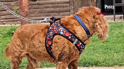 3 aydır kayıp olan köpeğini ağaca bağlı halde buldu