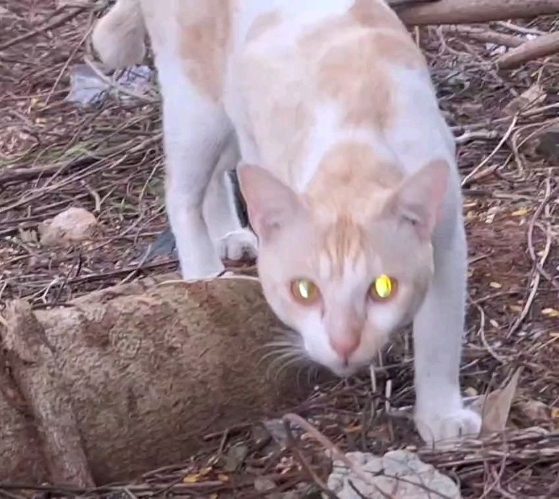 kucing lucu