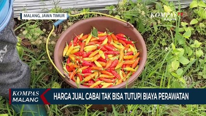 Harga Cabai Anjlok, Petani Rugi