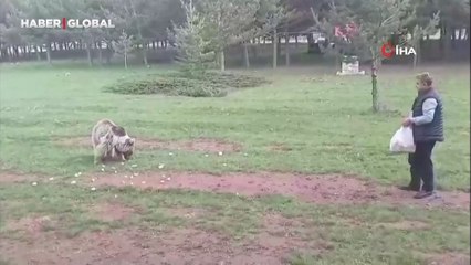 Bozayıyı elleri ile besledi
