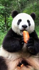 The daily life of pandas 🐼(85)   #Panda #Lovely